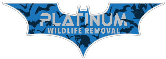 Wildlife Removal Warren County